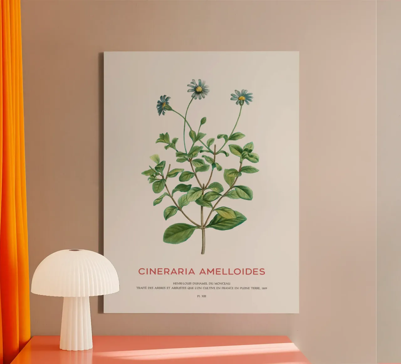 Blauer Gänseblümchenstrauch oder Cineraria Amelloides Leinwand mit Schattenfugenrahmen von Vintagrafica
