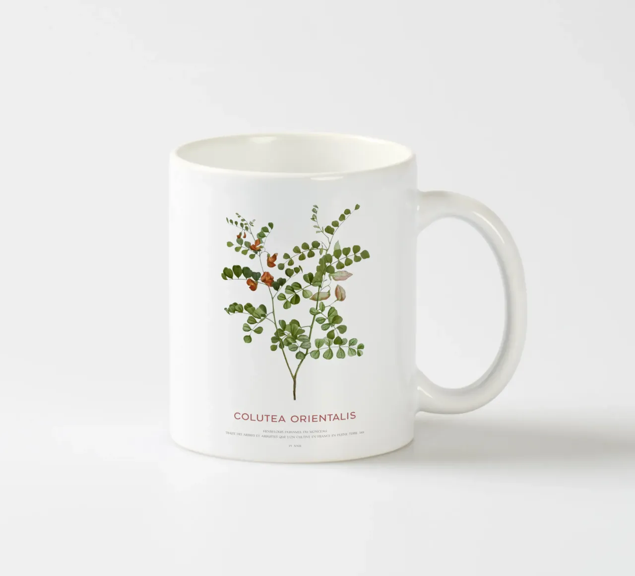 Senna a vescica macchiata di sangue o Colutea Orientalis tazza in ceramica da Vintagrafica