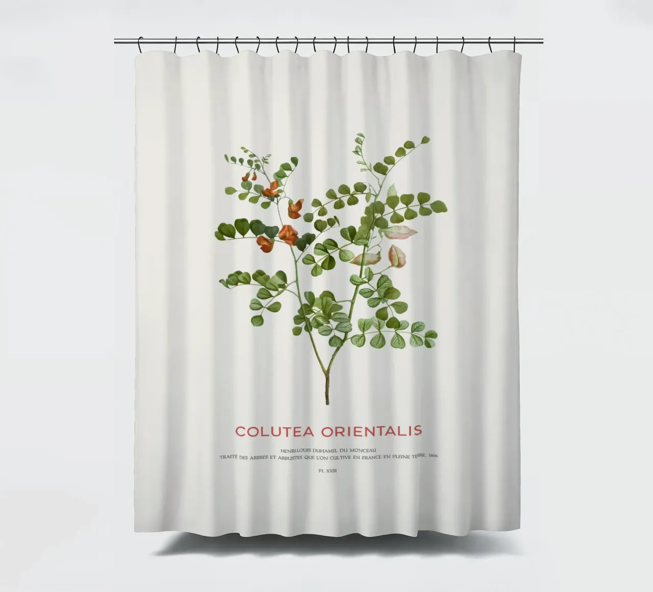 Blutfleckblättrige Senna oder Colutea Orientalis Duschvorhang von Vintagrafica