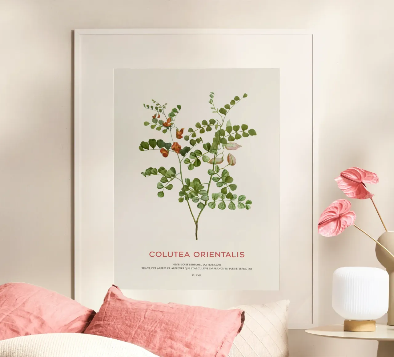 Senna a vescica macchiata di sangue o Colutea Orientalis poster con telaio in plastica da Vintagrafica