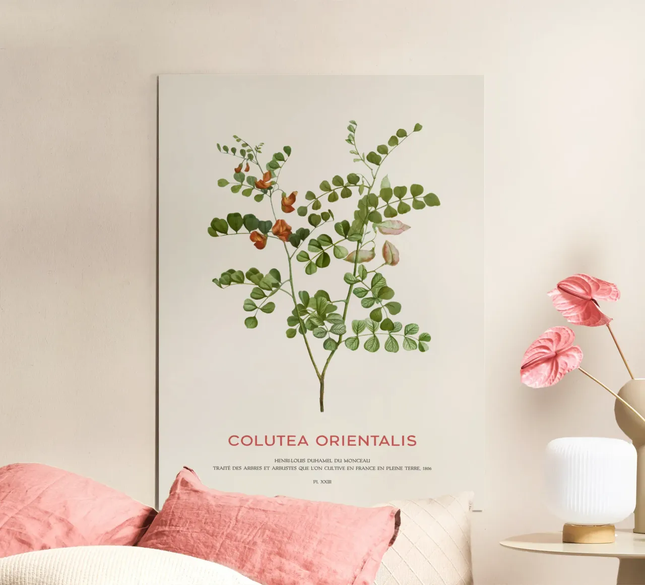 Senna a vescica macchiata di sangue o Colutea Orientalis poster con telaio in plastica da Vintagrafica