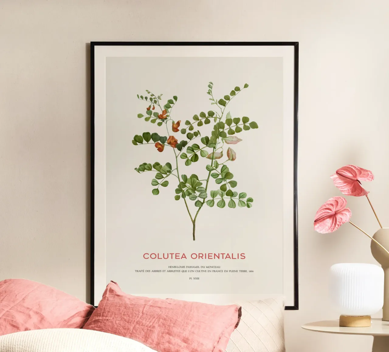 Senna a vescica macchiata di sangue o Colutea Orientalis poster con telaio in plastica da Vintagrafica
