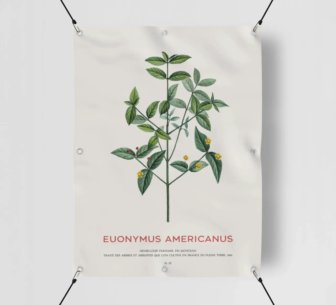 Cespuglio di fragole americane o Euonymus Americanus telo in pvc da Vintagrafica