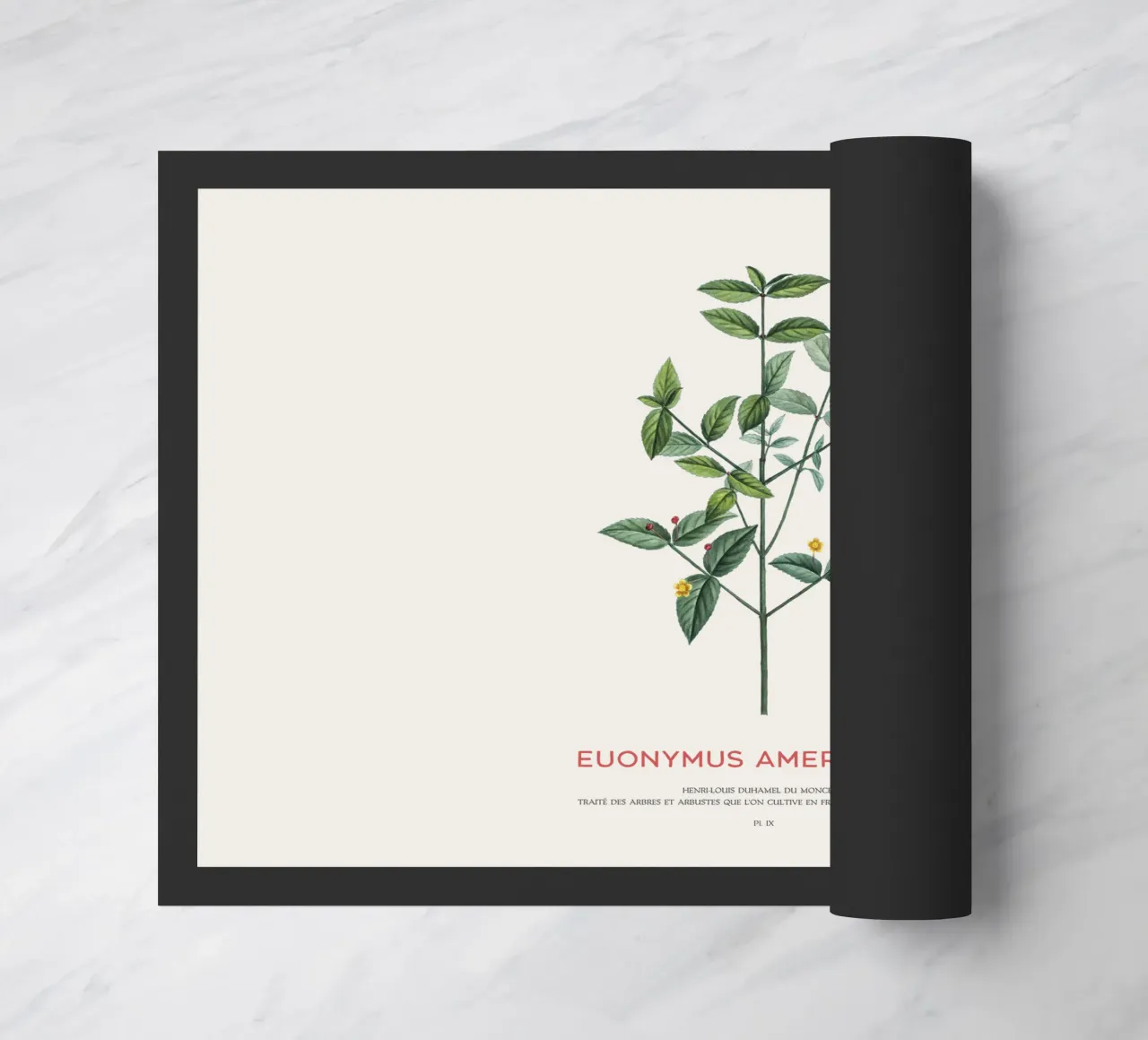 Cespuglio di fragole americane o Euonymus Americanus zerbino da Vintagrafica