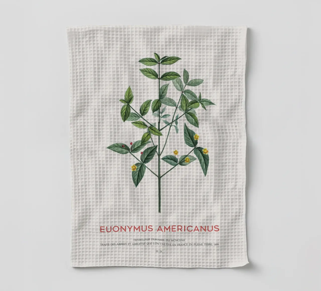 Cespuglio di fragole americane o Euonymus Americanus canovaccio da cucina da Vintagrafica