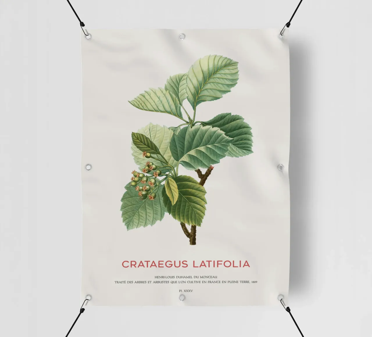 Crataegus Latifolia o biancospino a foglia larga telo in pvc da Vintagrafica