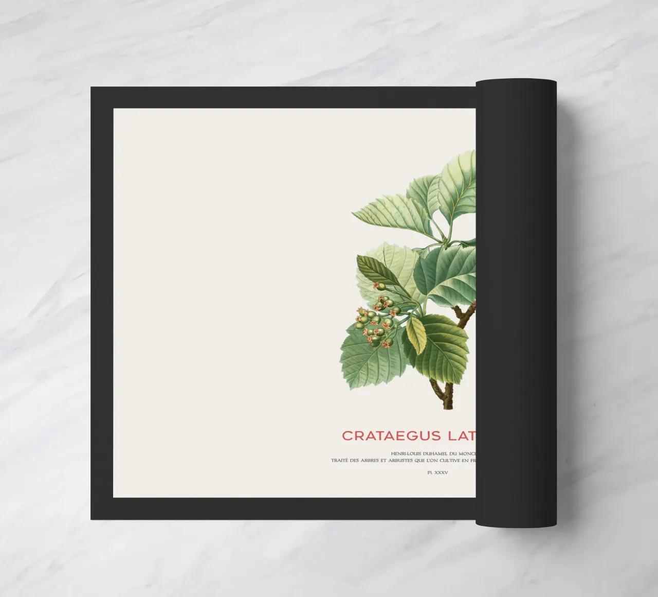 Crataegus Latifolia o biancospino a foglia larga zerbino da Vintagrafica