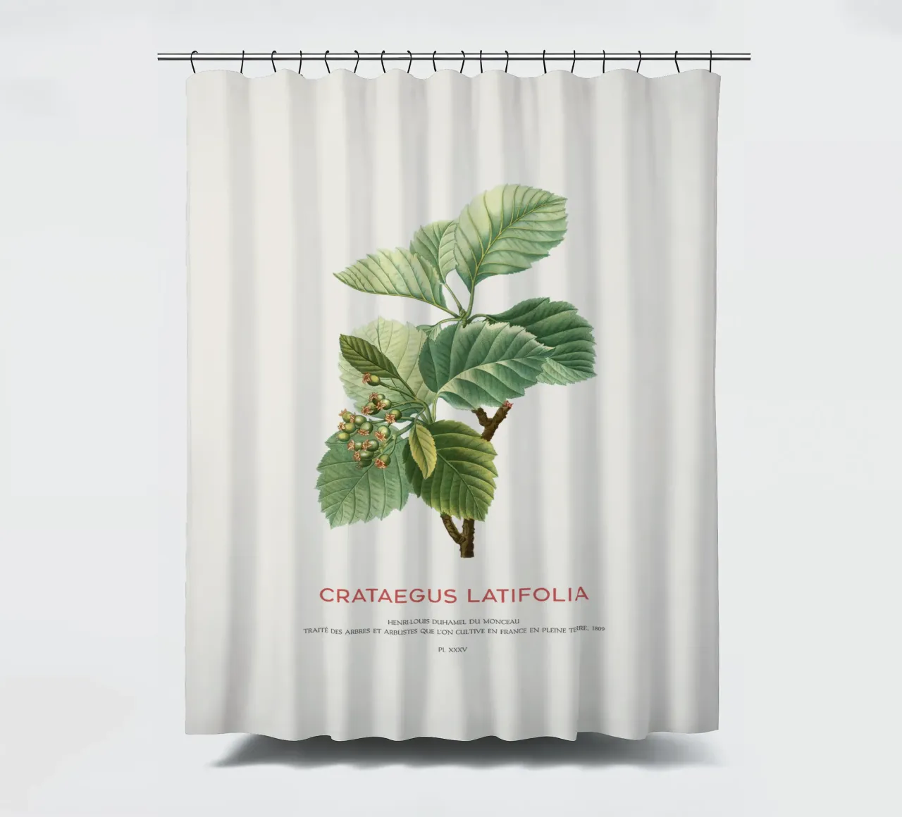 Crataegus Latifolia o biancospino a foglia larga tenda da doccia da Vintagrafica