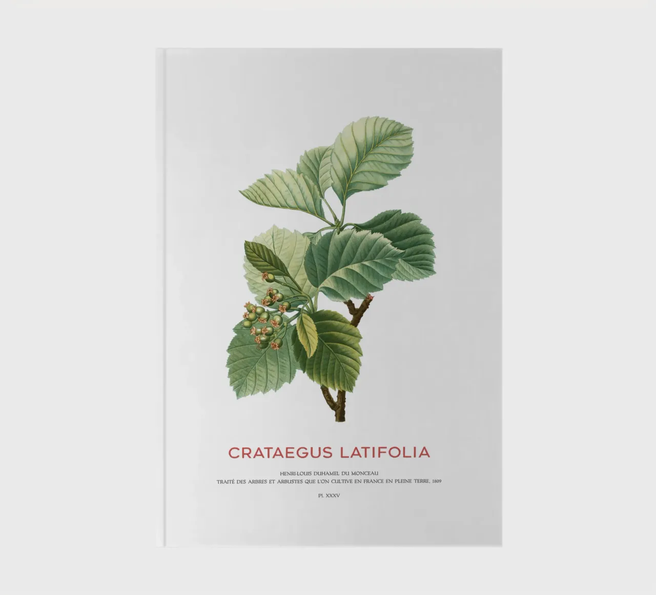 Broad-leaved whitebeam or Crataegus Latifolia notebook by Vintagrafica