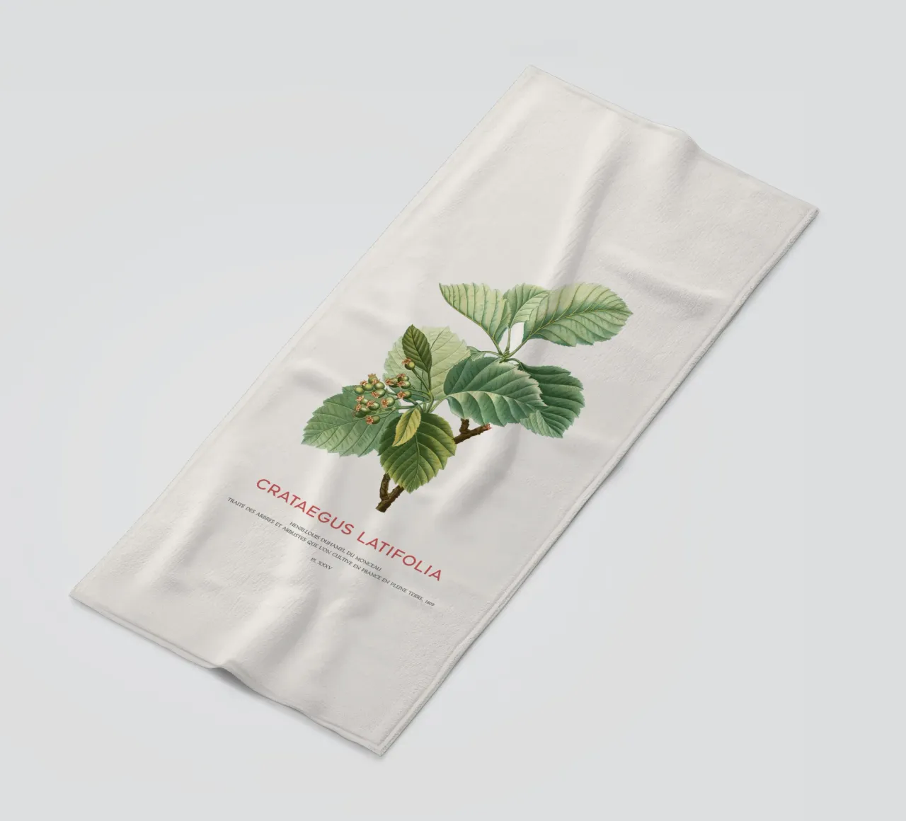Crataegus Latifolia o biancospino a foglia larga telo mare da Vintagrafica