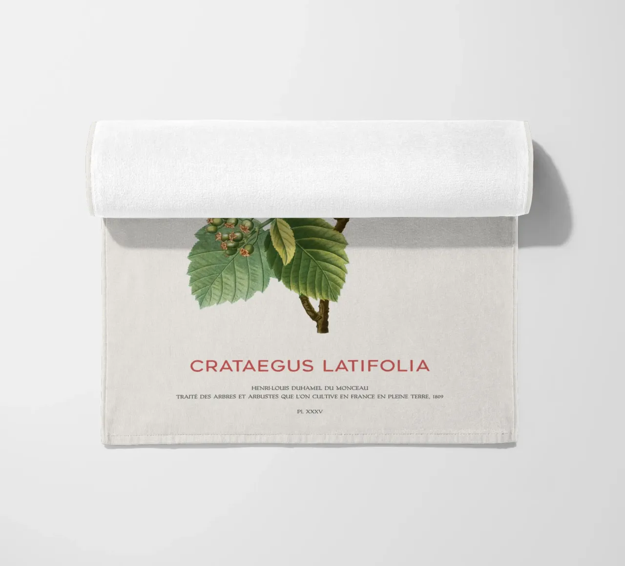 Crataegus Latifolia o biancospino a foglia larga telo mare da Vintagrafica