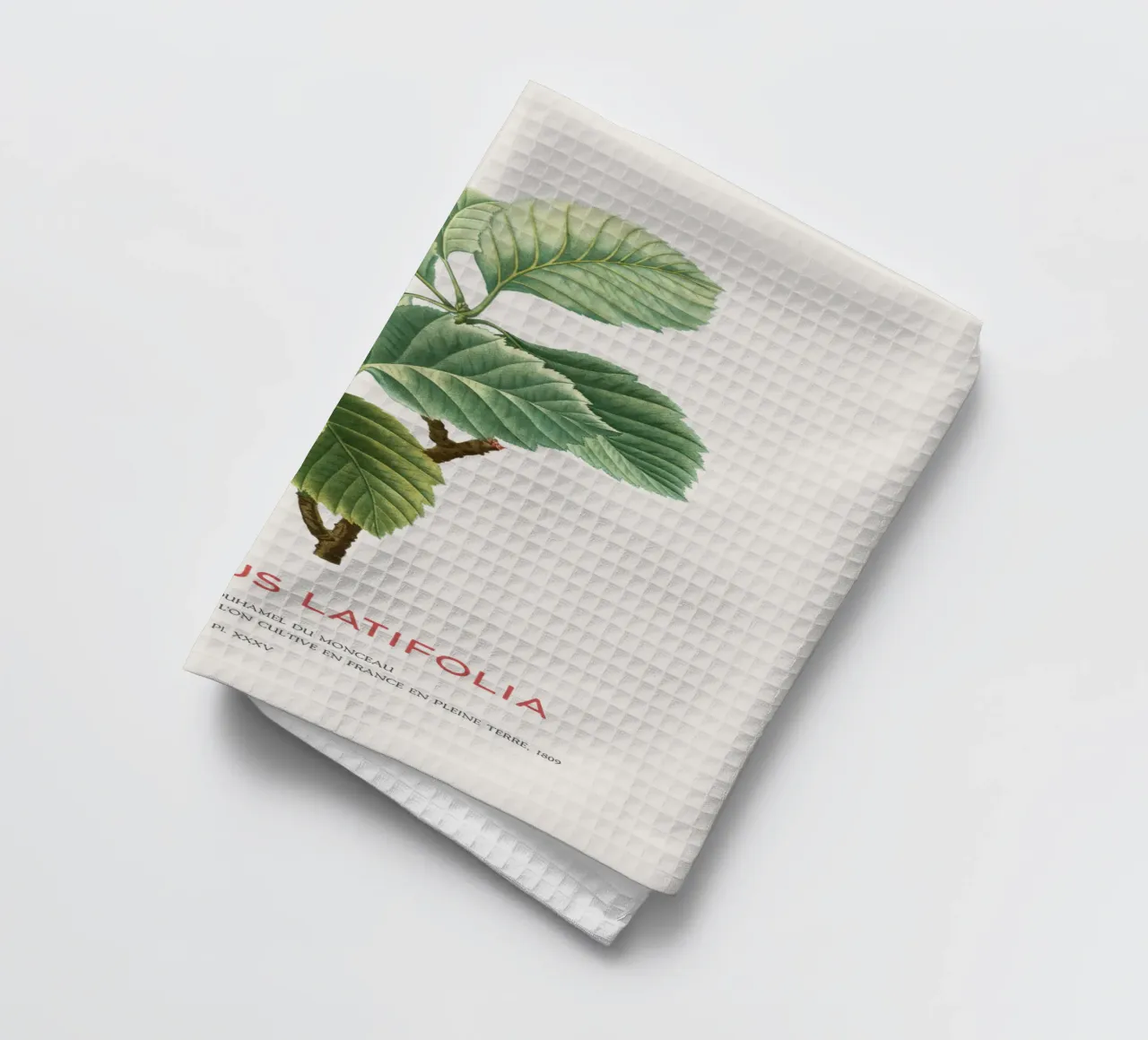 Crataegus Latifolia o biancospino a foglia larga canovaccio da cucina da Vintagrafica