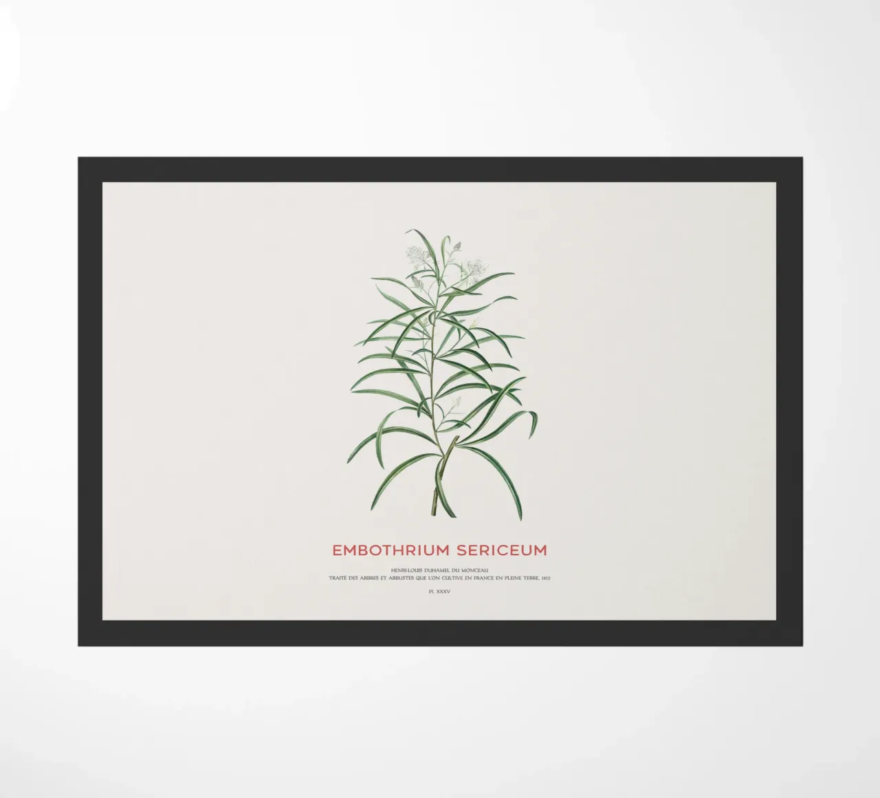 Fiore di ragno rosa o Embothrium Sericeum zerbino da Vintagrafica