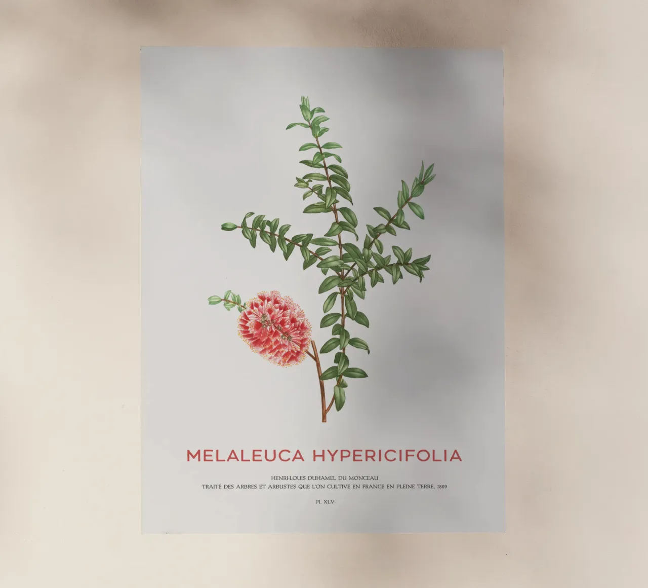 Arbusto a collinetta o Melaleuca Hypericifolia pellicola backlit da Vintagrafica