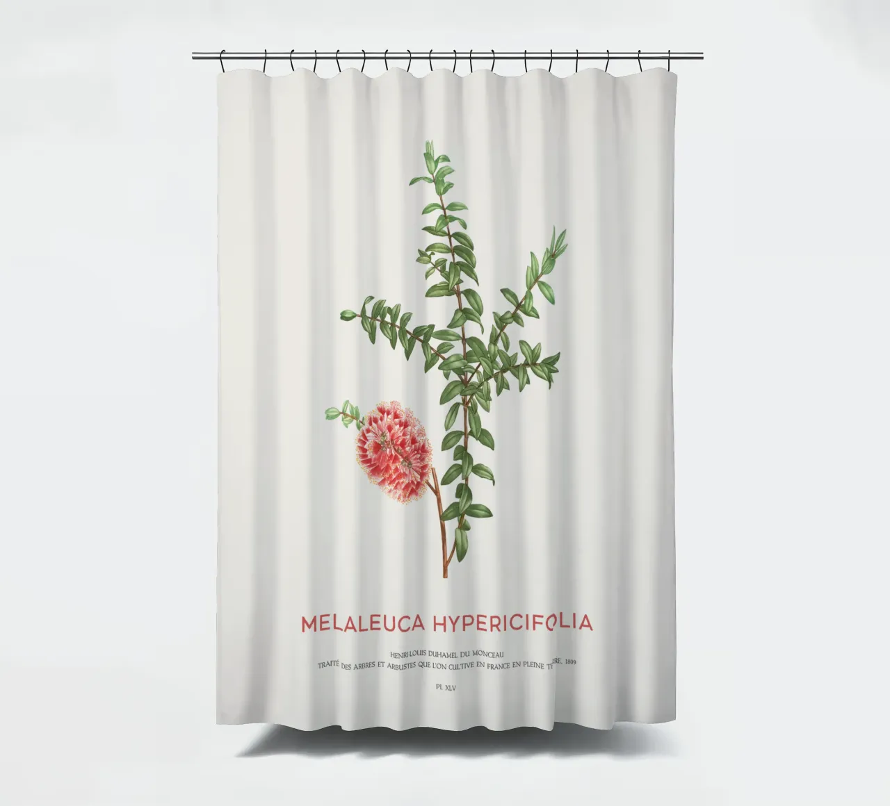 Arbusto a collinetta o Melaleuca Hypericifolia tenda da doccia da Vintagrafica