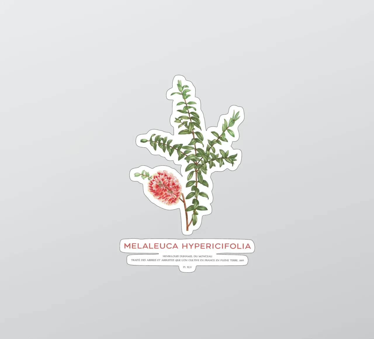 Arbusto a collinetta o Melaleuca Hypericifolia adesivo da Vintagrafica