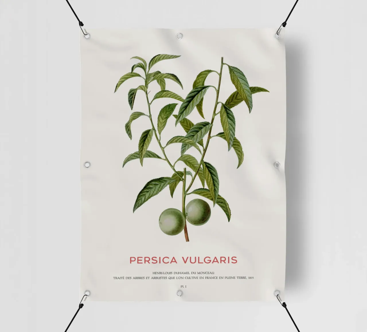Pesco o Persica Vulgaris telo in pvc da Vintagrafica