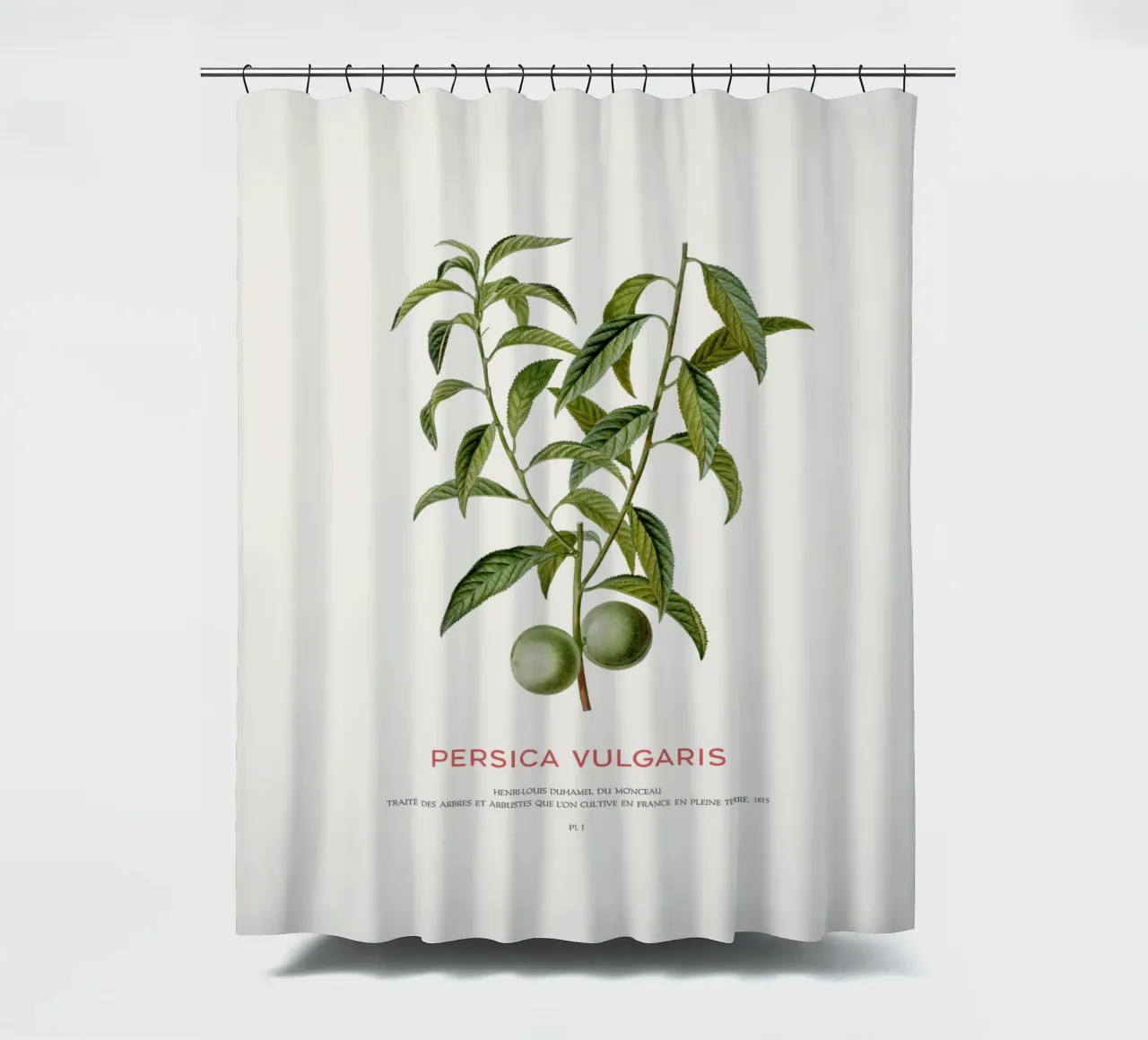 Pfirsich oder Persica Vulgaris Duschvorhang von Vintagrafica