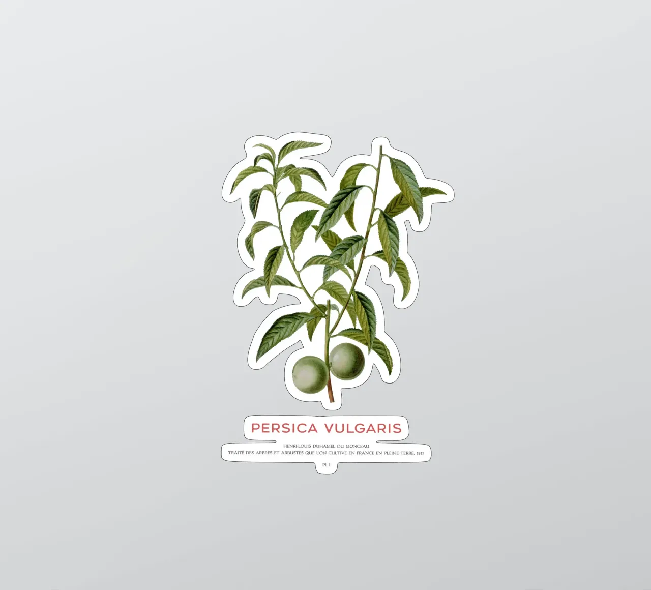 Peach or Persica Vulgaris sticker by Vintagrafica