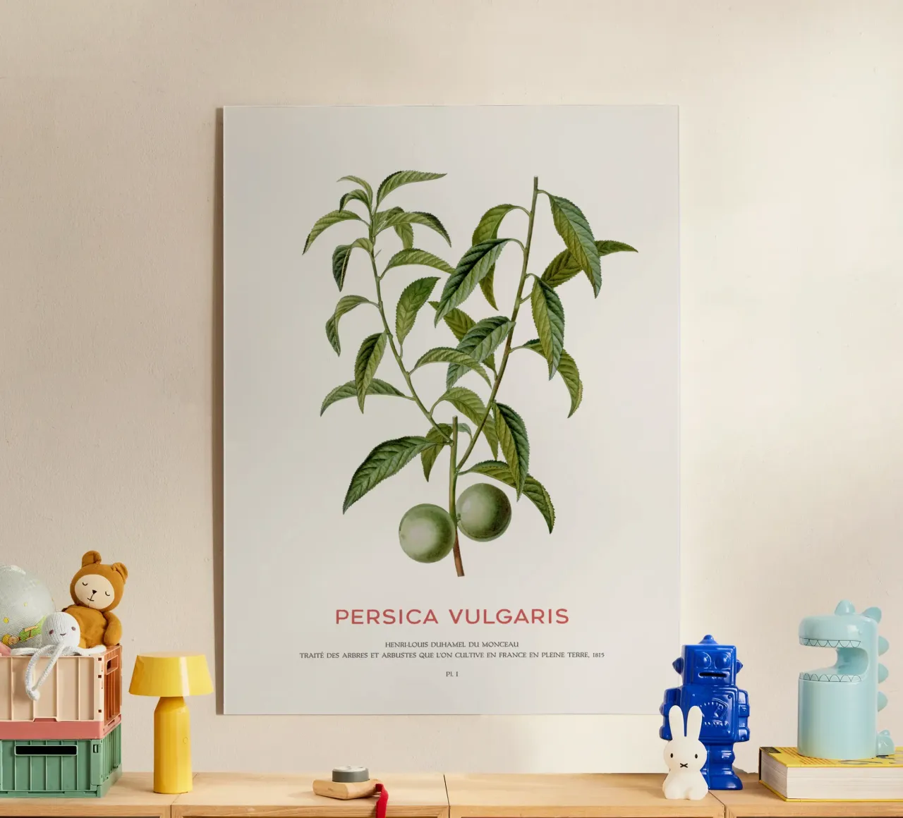 Peach or Persica Vulgaris acrylic glass by Vintagrafica
