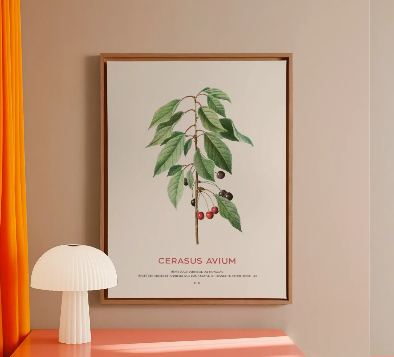 Wildkirsche oder Cerasus Avium Leinwand mit Schattenfugenrahmen von Vintagrafica