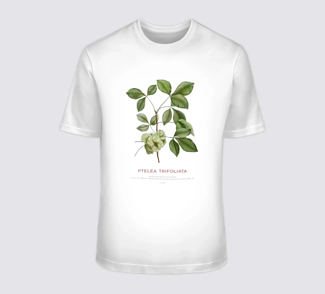 Luppolo comune o Ptelea Trifoliata t-shirt da Vintagrafica