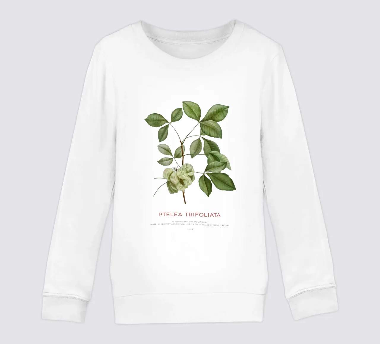 Luppolo comune o Ptelea Trifoliata felpa bambino da Vintagrafica