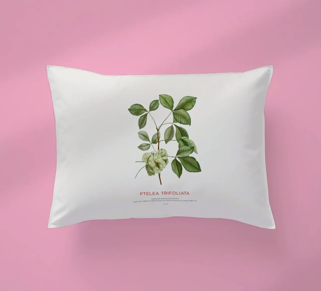 Luppolo comune o Ptelea Trifoliata cuscino da Vintagrafica