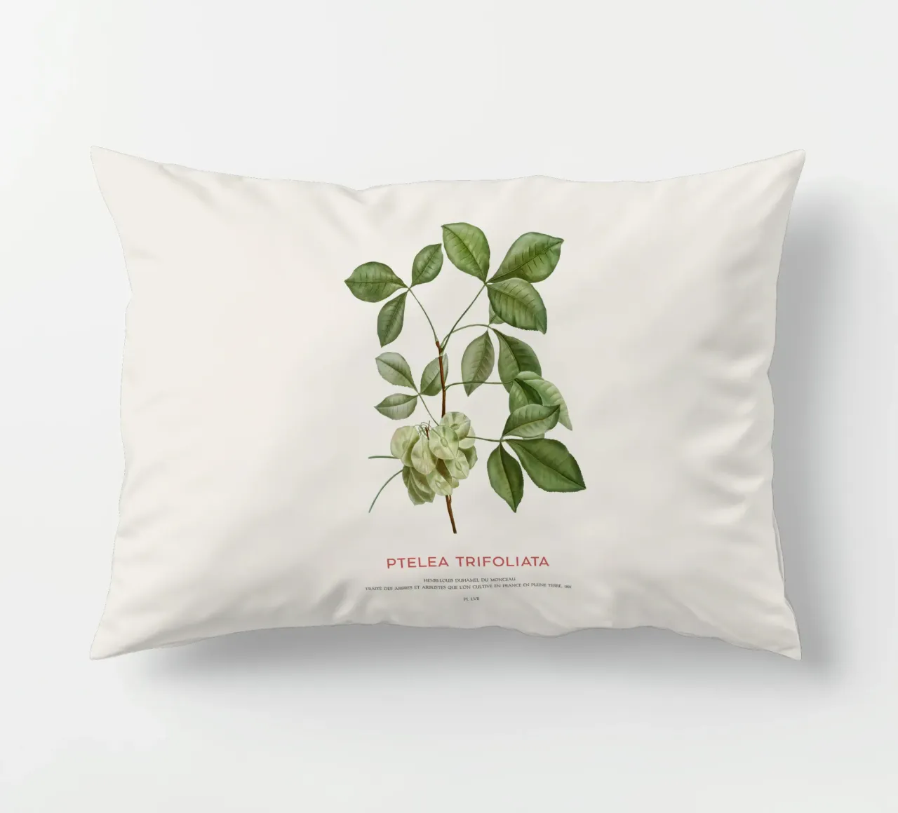 Luppolo comune o Ptelea Trifoliata cuscino da Vintagrafica