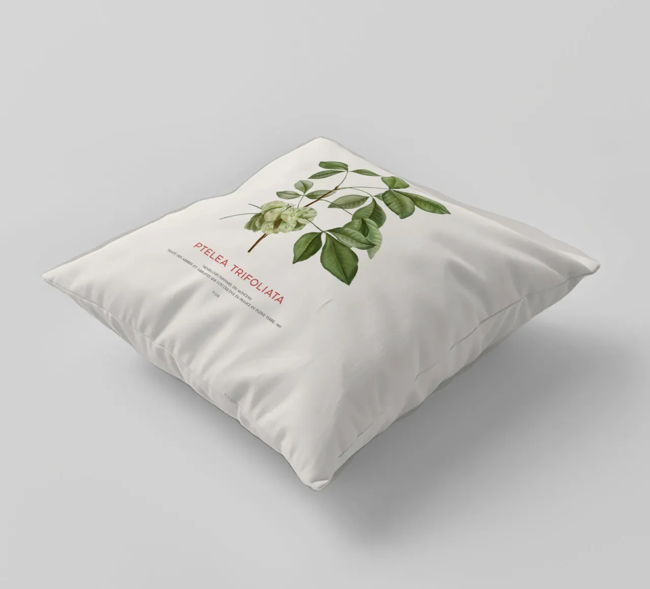 Luppolo comune o Ptelea Trifoliata cuscino da Vintagrafica