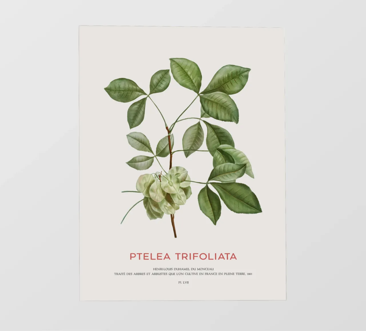 Luppolo comune o Ptelea Trifoliata pellicola backlit da Vintagrafica
