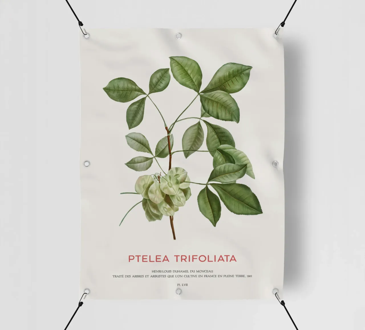 Luppolo comune o Ptelea Trifoliata telo in pvc da Vintagrafica