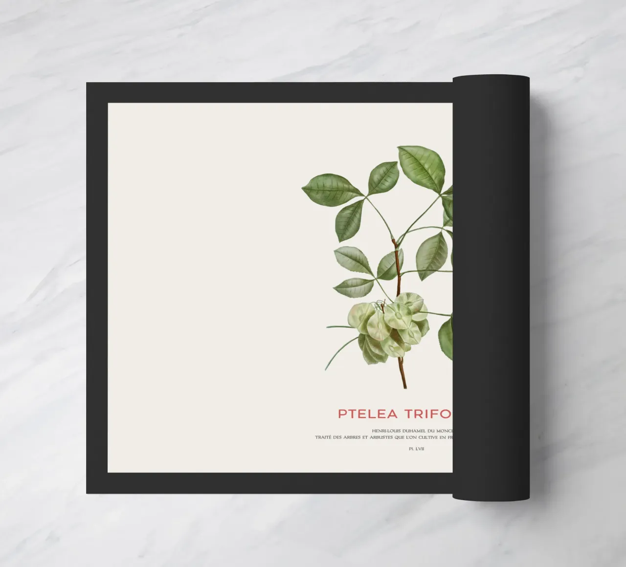 Luppolo comune o Ptelea Trifoliata zerbino da Vintagrafica