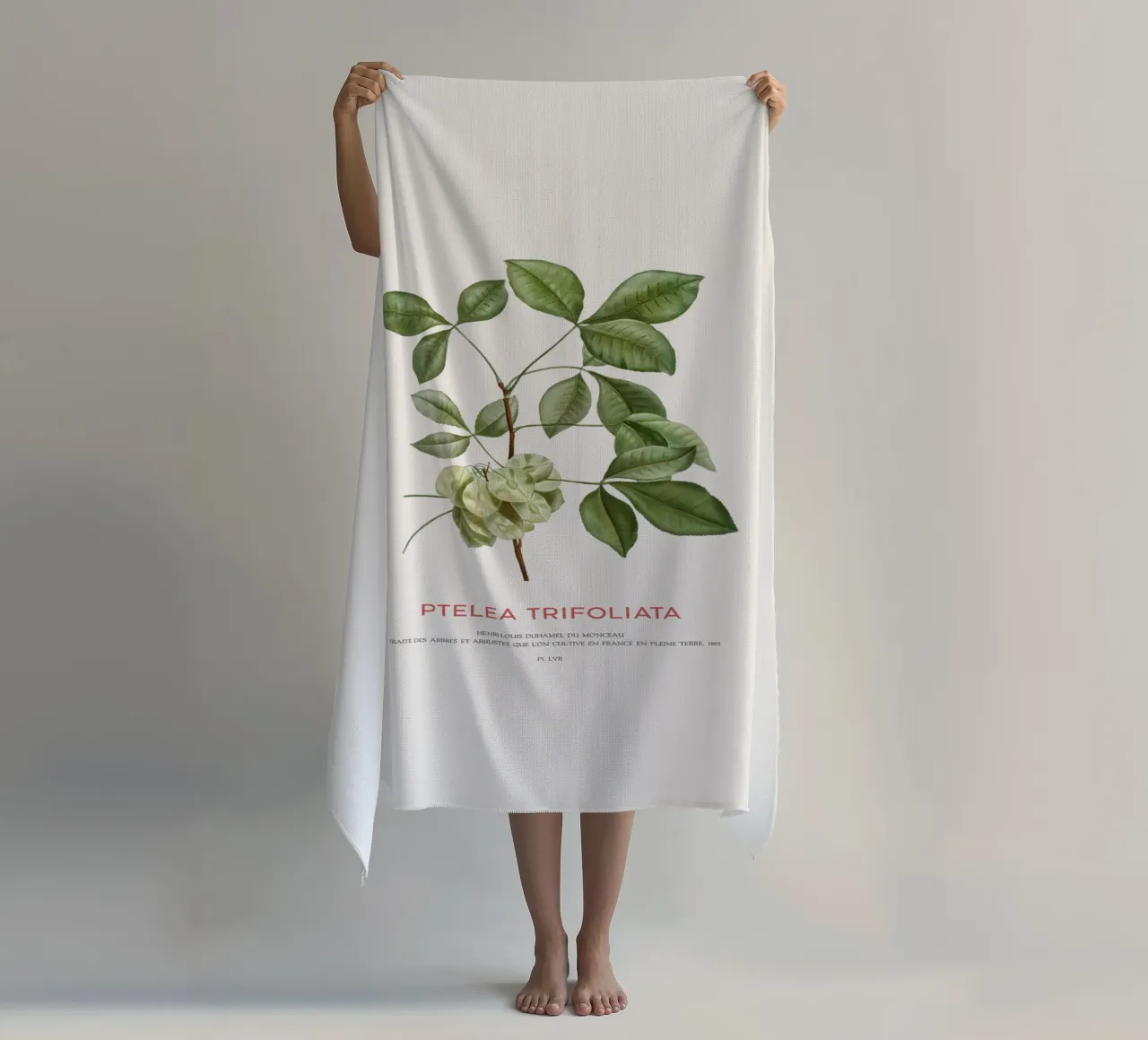 Luppolo comune o Ptelea Trifoliata telo mare da Vintagrafica