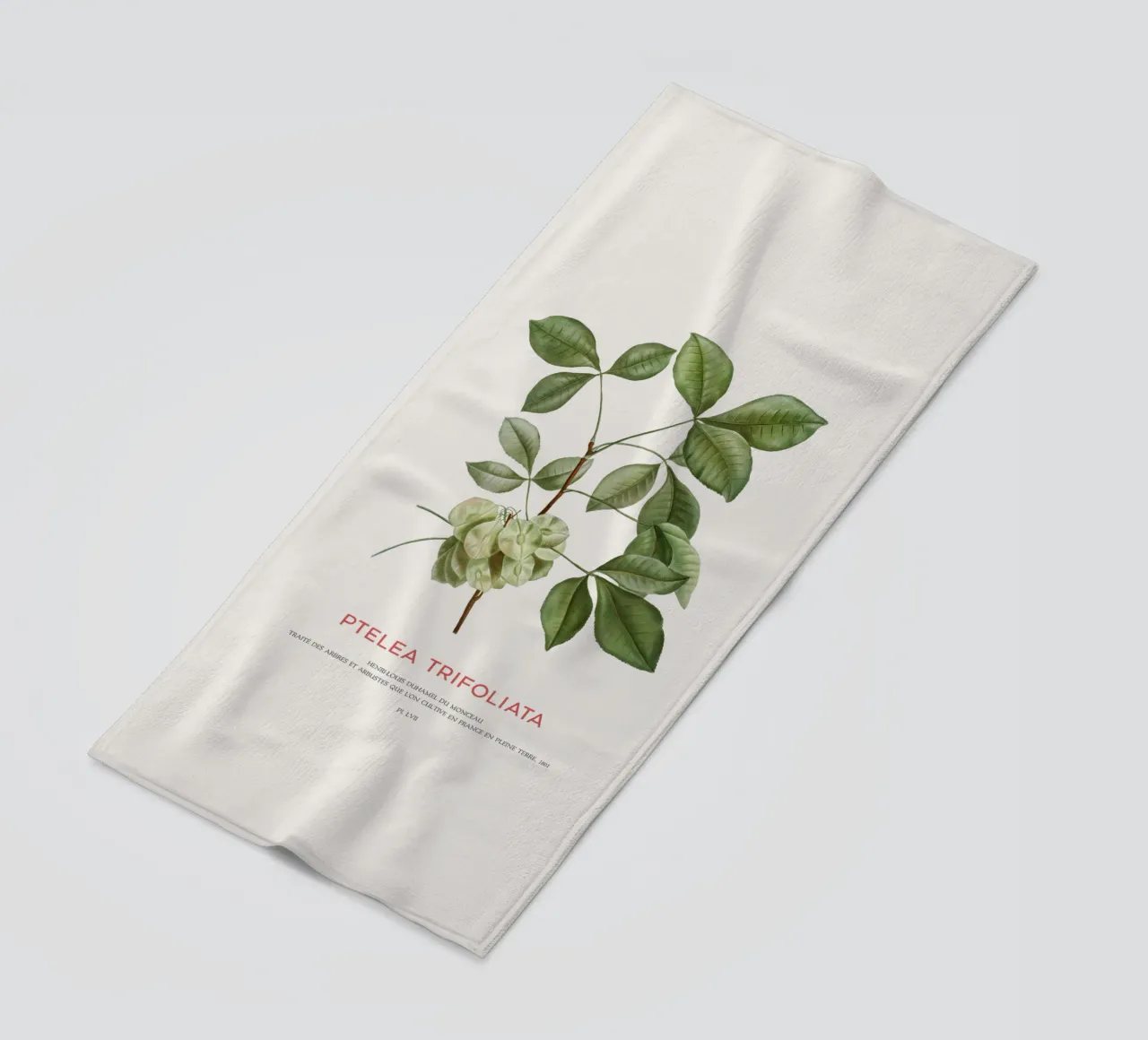 Luppolo comune o Ptelea Trifoliata telo mare da Vintagrafica
