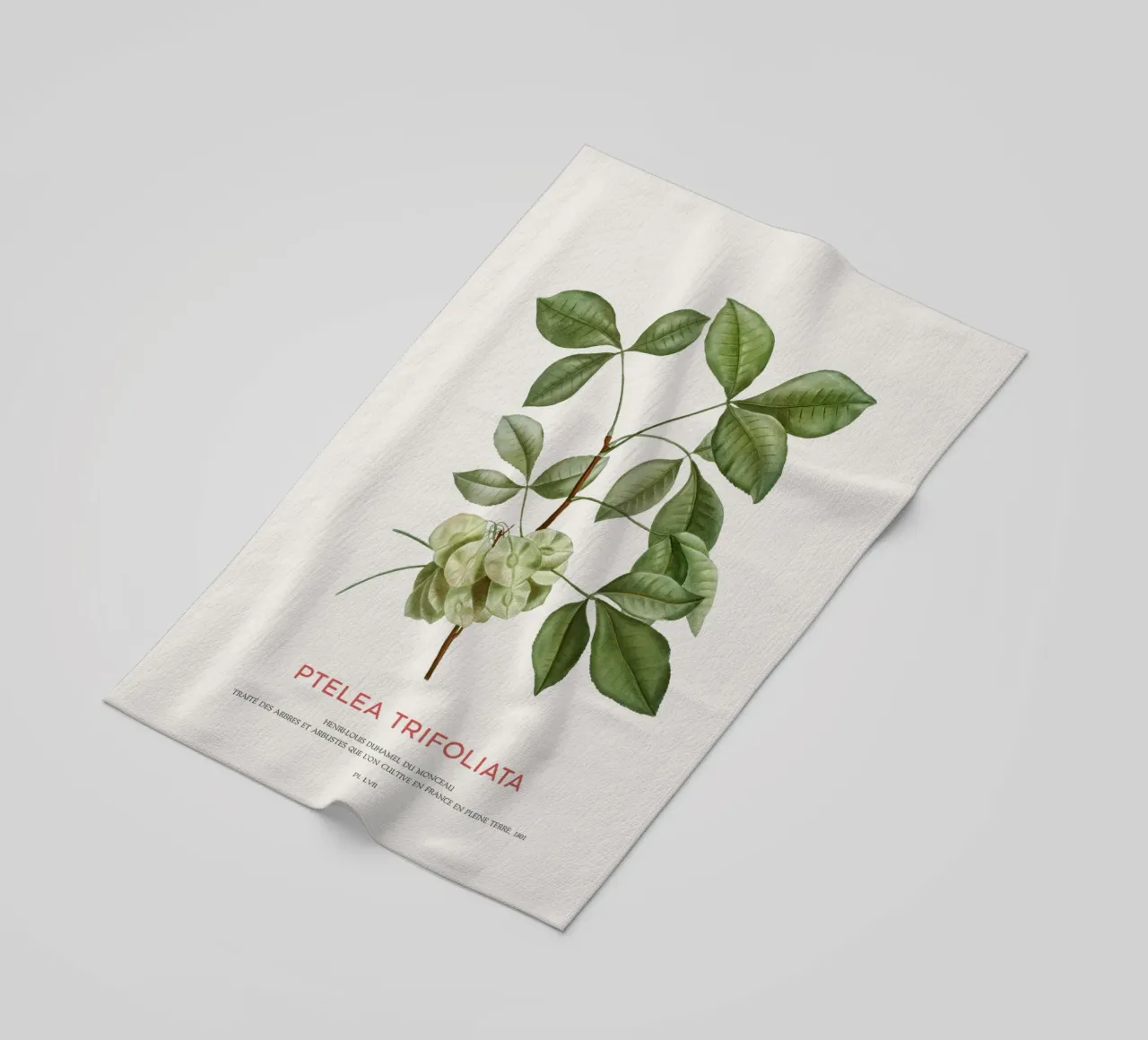 Luppolo comune o Ptelea Trifoliata telo mare da Vintagrafica