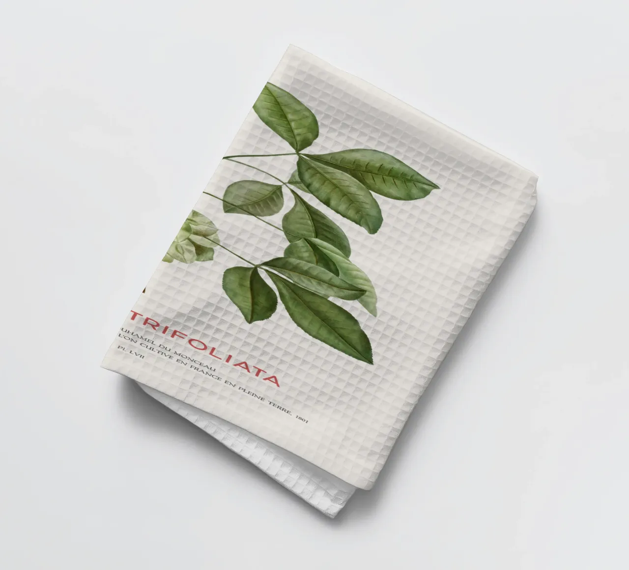 Luppolo comune o Ptelea Trifoliata canovaccio da cucina da Vintagrafica