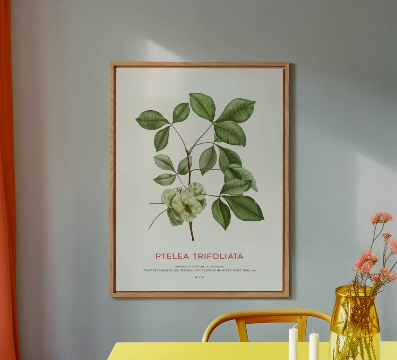 Luppolo comune o Ptelea Trifoliata alluminio dibond da Vintagrafica