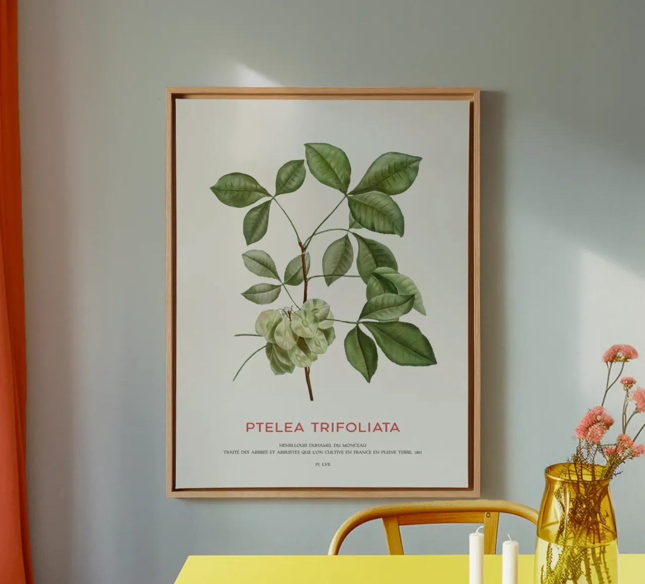 Lúpulo común o Ptelea trifoliata lienzo con Marco flotante de Vintagrafica