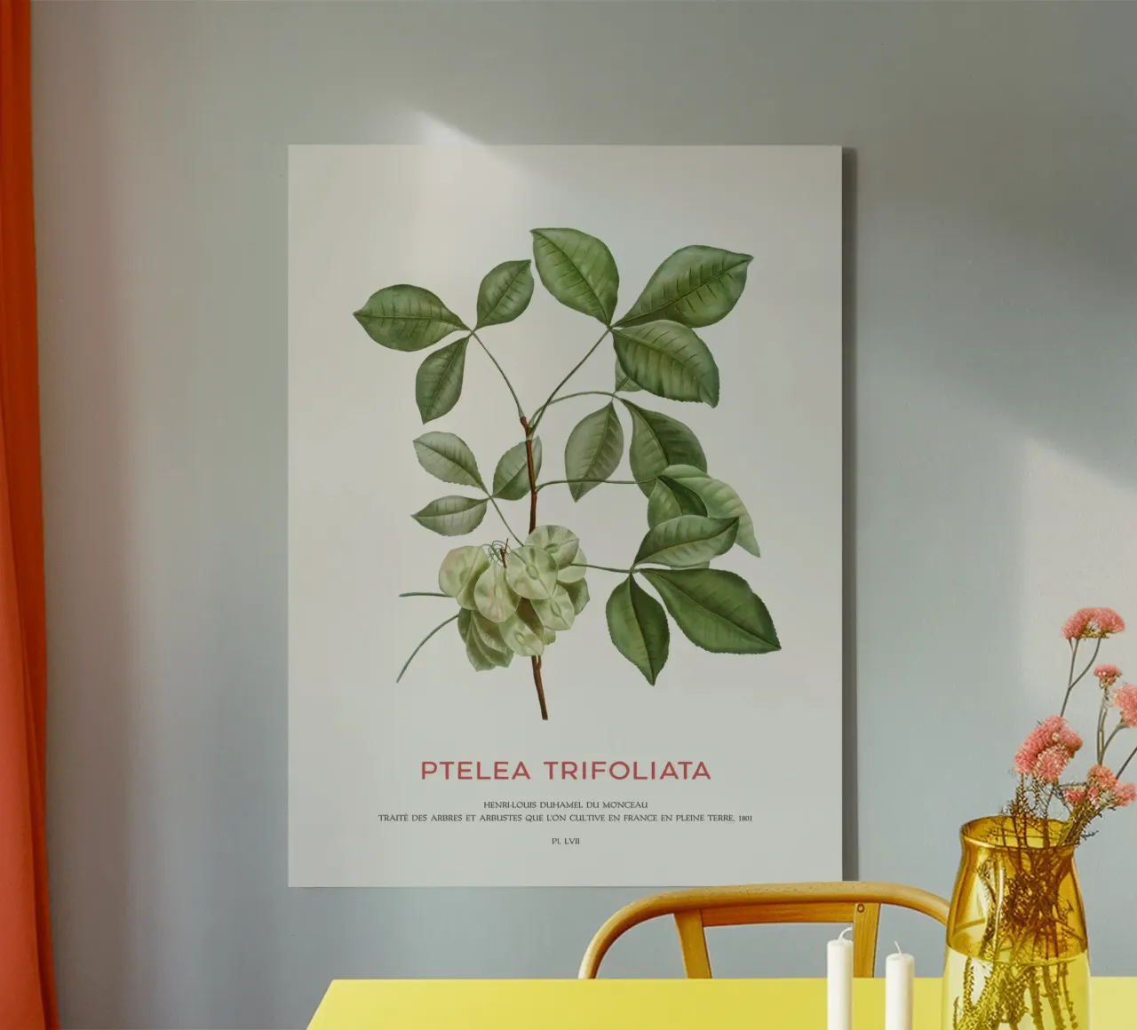 Lúpulo común o Ptelea trifoliata lienzo con Marco flotante de Vintagrafica