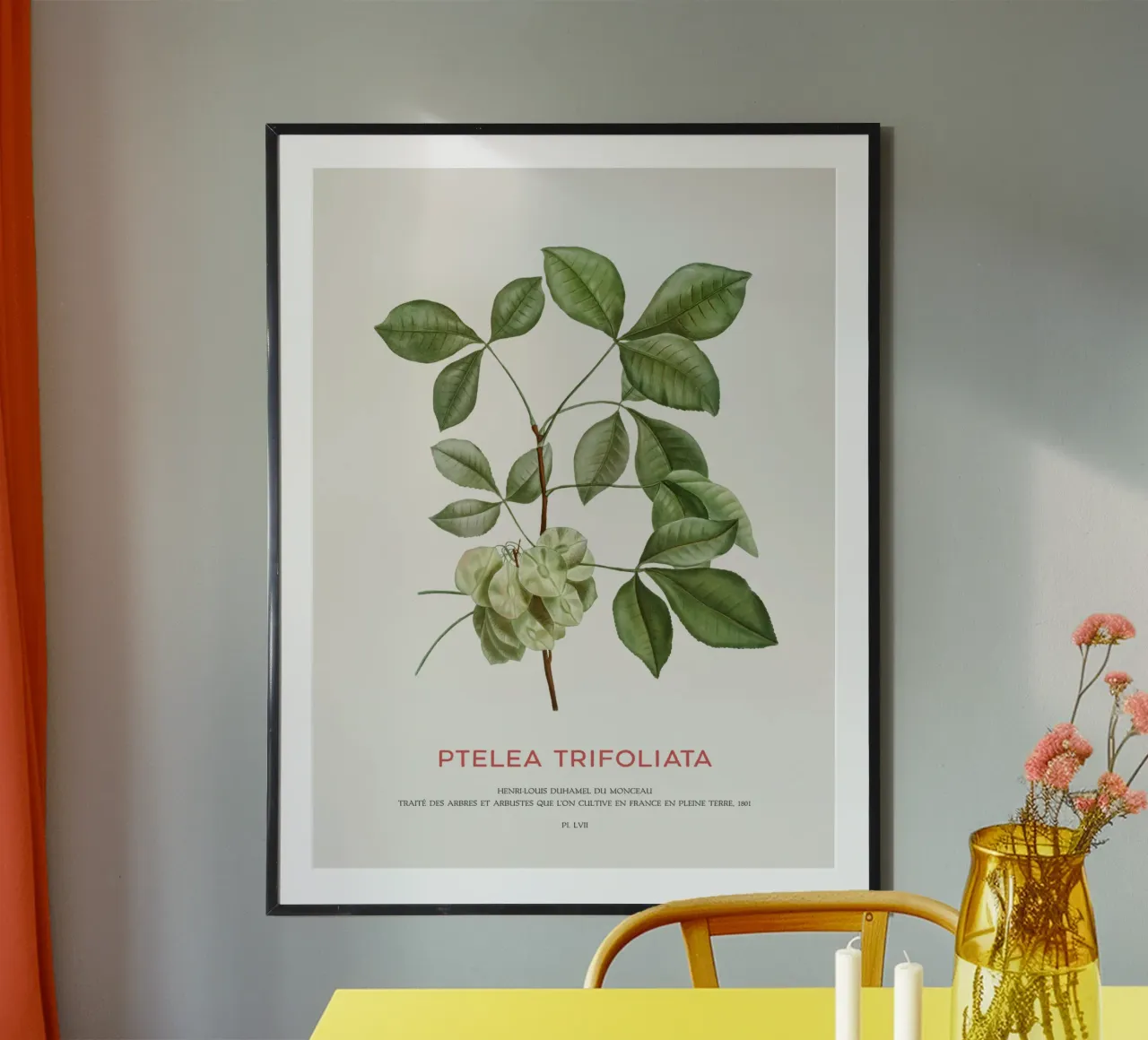 Houblon commun ou Ptelea Trifoliata poster de Vintagrafica