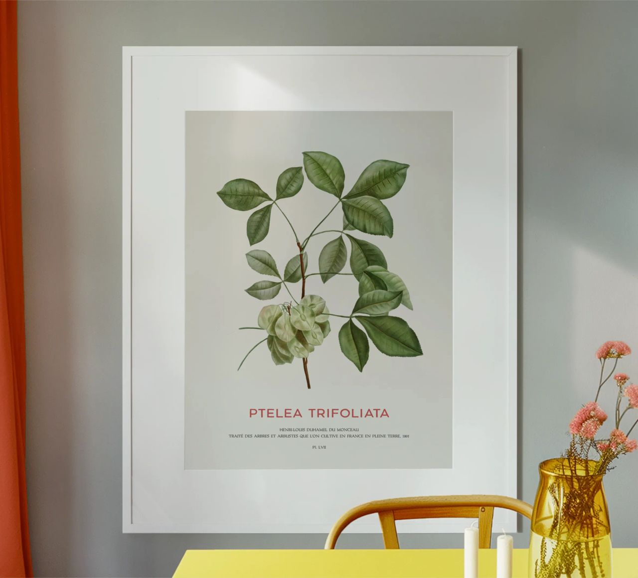 Lúpulo común o Ptelea trifoliata poster de Vintagrafica