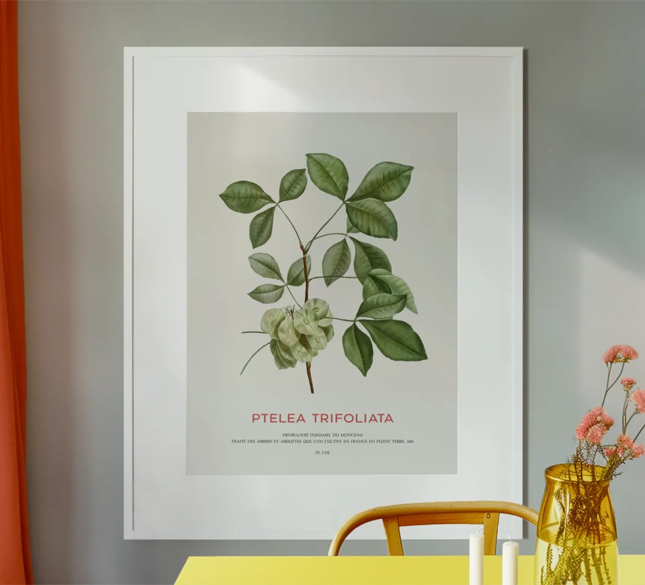 Houblon commun ou Ptelea Trifoliata poster de Vintagrafica
