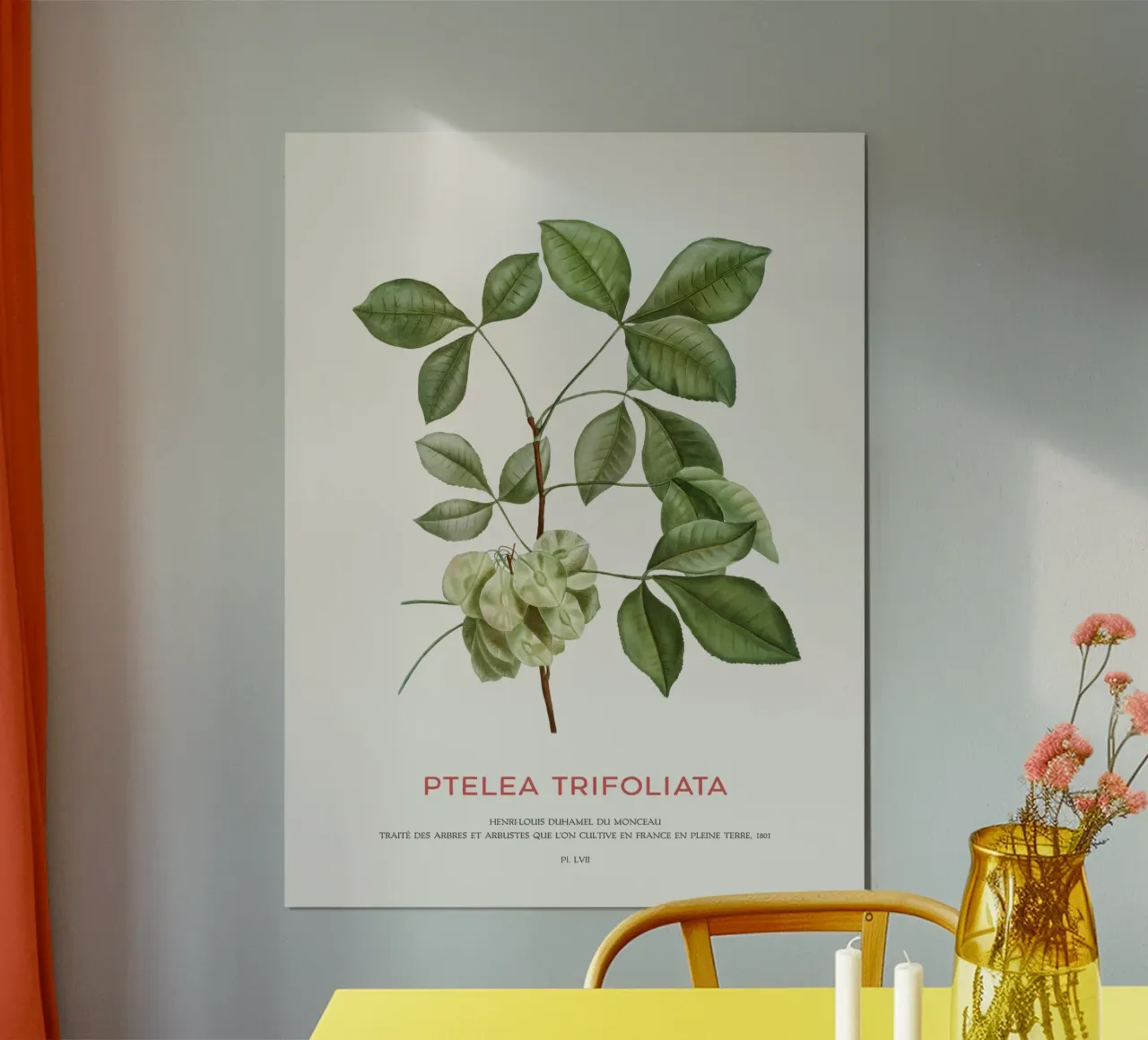 Houblon commun ou Ptelea Trifoliata poster de Vintagrafica