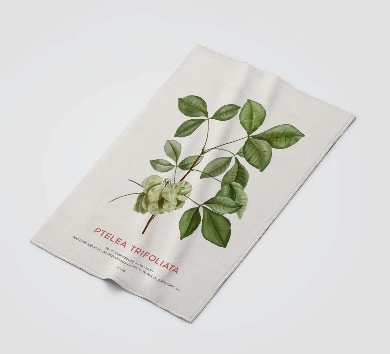 Luppolo comune o Ptelea Trifoliata coperta in pile da Vintagrafica