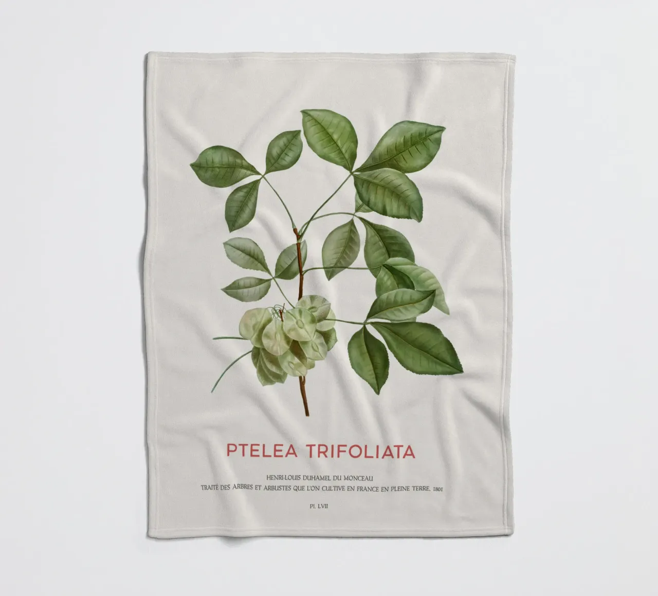 Luppolo comune o Ptelea Trifoliata coperta in pile da Vintagrafica