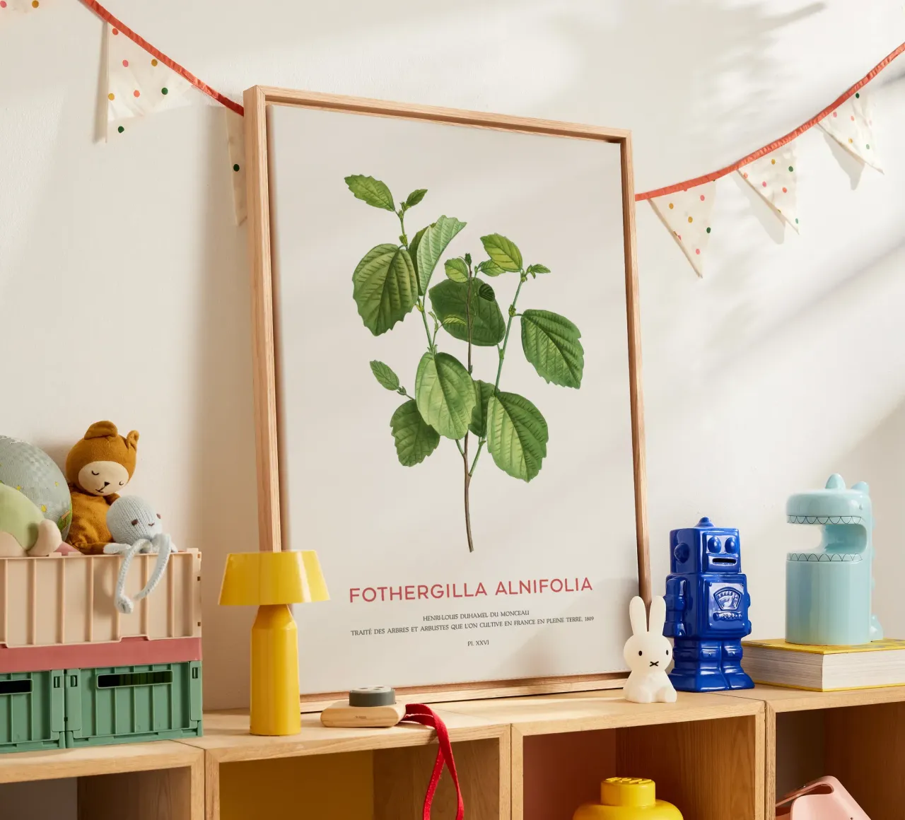 Zaubererle oder Fothergilla Alnifolia Leinwand mit Schattenfugenrahmen von Vintagrafica