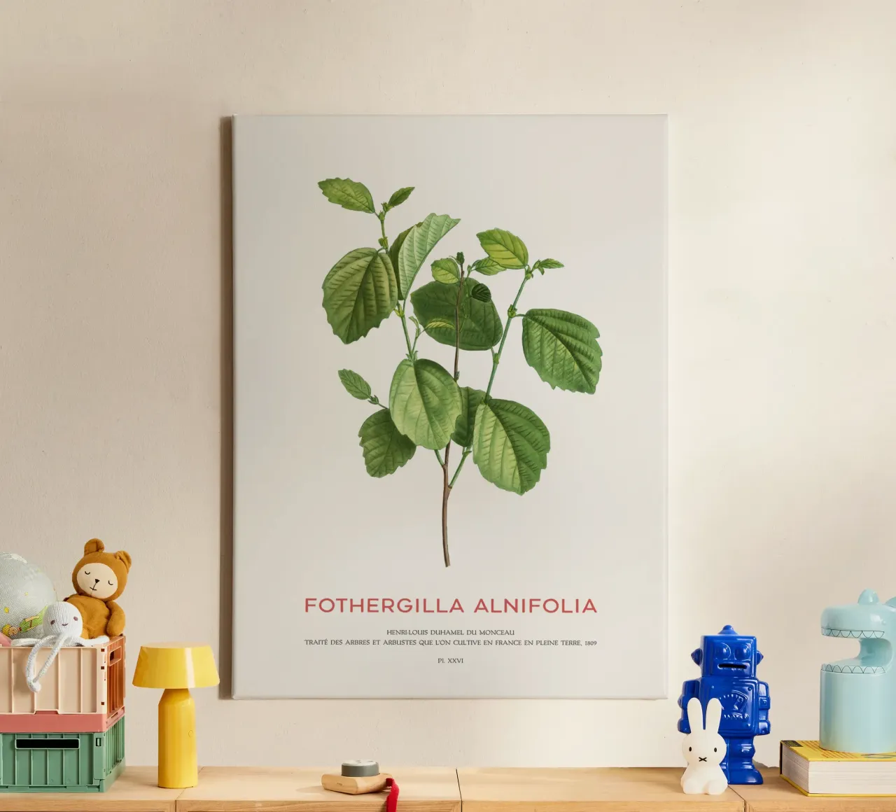 Zaubererle oder Fothergilla Alnifolia Leinwand mit Schattenfugenrahmen von Vintagrafica