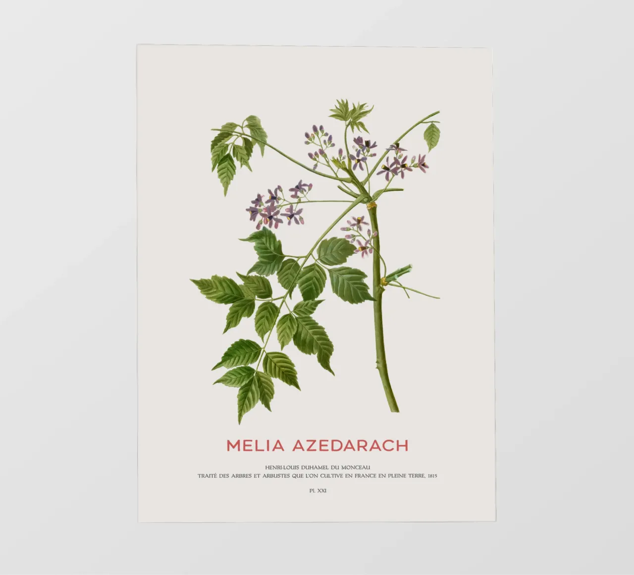Persischer Flieder oder Melia Azedarach PVC Plane von Vintagrafica