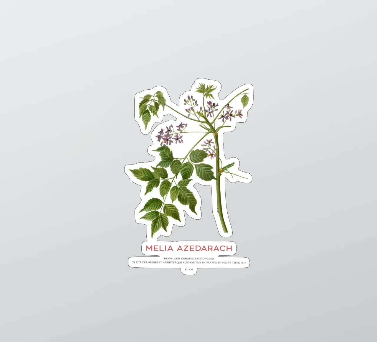 Persischer Flieder oder Melia Azedarach Sticker von Vintagrafica